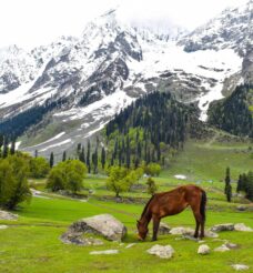 The Mesmerizing Beauty of Sonmarg – The Meadow of Gold